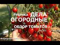 ОБЗОР ТОМАТОВ 2020, часть 2 // рубрика "ДЕЛА ОГОРОДНЫЕ" //