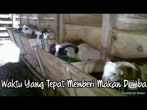 Video: Apa yang domba makan?