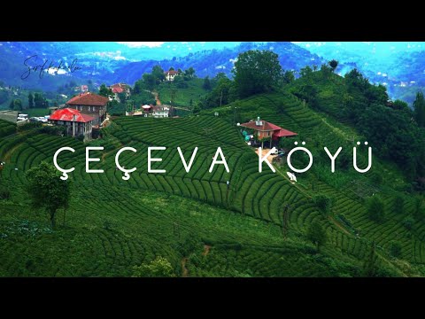 Çeçeva Köyü - Haremtepe | Muntazam Çay Bahçeleri