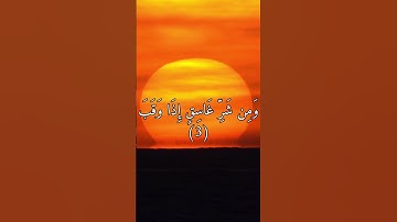 سوره الفلق للقارئ الشيخ /عبدالباسط عبدالصمد من اجمل ما قرأ تلاوة تبكي القلوب #قران_كريم