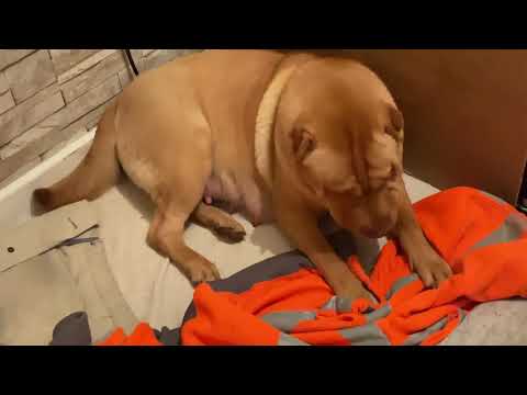 Video: Labrador Retriever