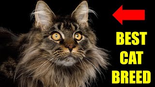 These Are The BEST REASONS To Get a Maine Coon Cat! by CatTube 58 views 1 year ago 1 minute, 24 seconds