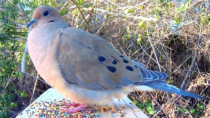 Mourning Dove Song Coo Call Sounds - Amazing Close-Up