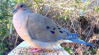 Mourning Dove Song Coo Call Sounds  Amazing CloseUp