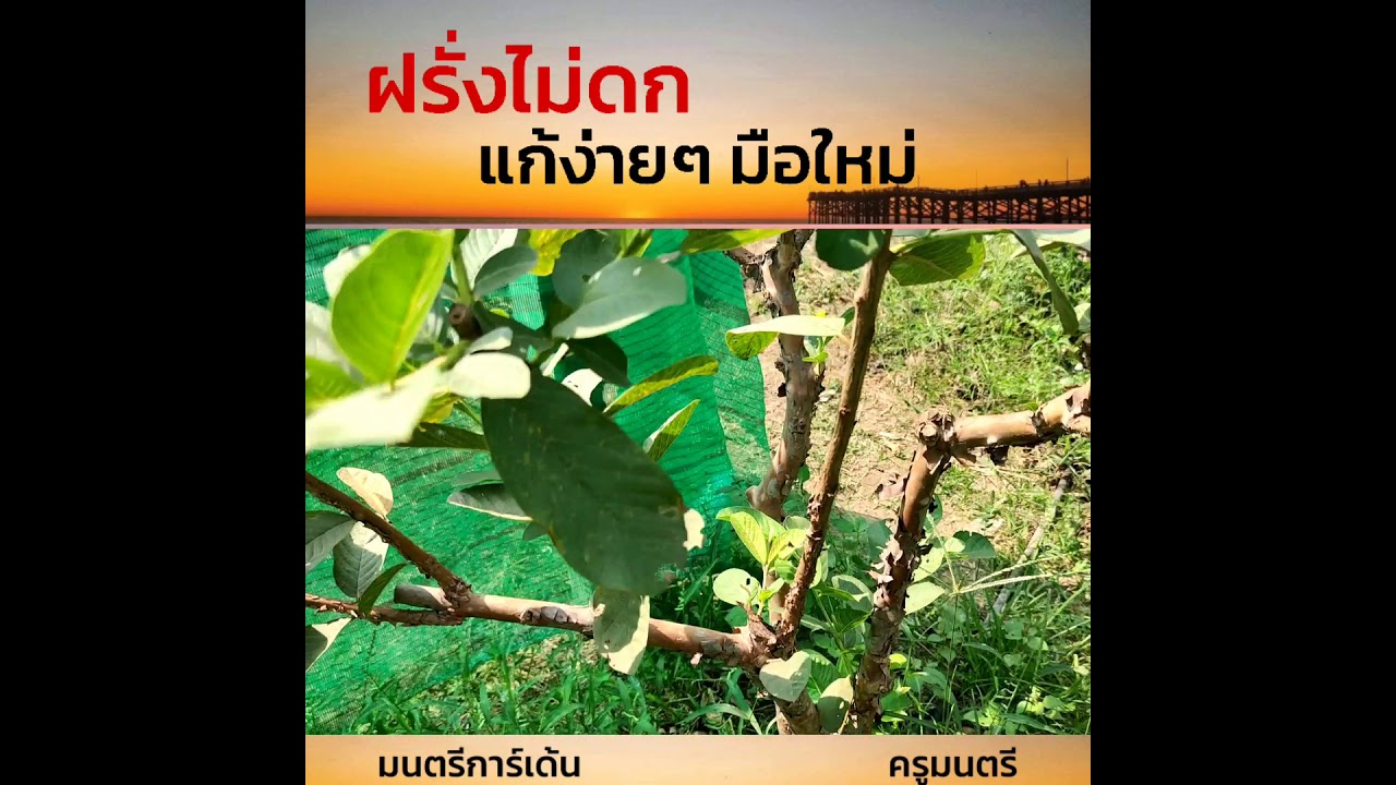 ฝรั่งไม่ดก