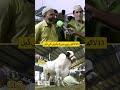 Deal Done! 6 Goats Sold for 1.3 Million Rupees | Discover Pakistan shorts