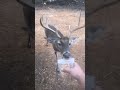 Feeding the pets deer whitetail texas