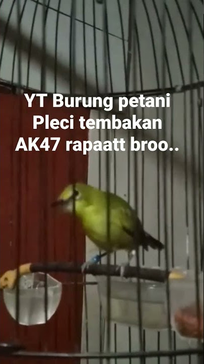 pleci tembakan AK47 rapat