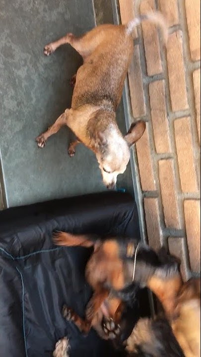 PINCHER E DACHSHUND Na Creche Para Cachorro CLOE E CHOCO DAYCARE DOG pincher-e-dachshund-na-creche-para-cachorro-cloe-e-choco-daycare-dog