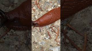 Slug’s #youtubeshorts #viral #youtube #beautiful #video #viralvideo #trending #fypシ #cute #fyp