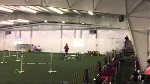 AKC novice Jumpers with Weaves