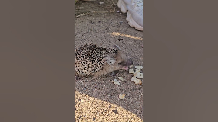 A cute little hedgehog decided to eat bread😅😅😅    #shorts#hedgehog#walking#intheyard#cutepet