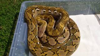 Platinum Reticulated python 50%SD