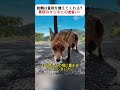 動物は危険を教えてくれる？奇跡のキツネとの出会い！ #動物の不思議 #キツネ #危険回避 #命の瞬間 #自然との共生