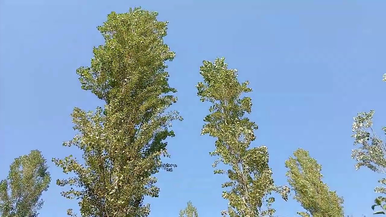 Асабларни дам олдиргани келдим.