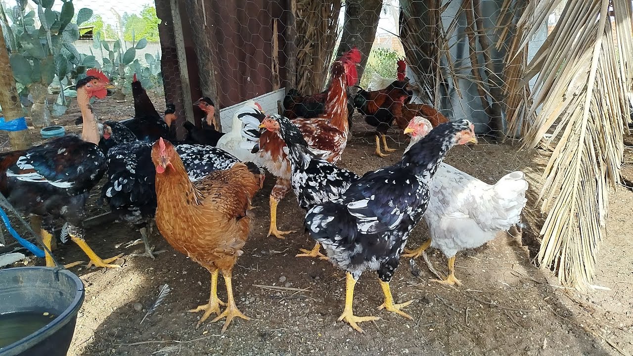 Lotes de frangos e frangas GSB disponíveis.