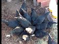 Incorporando gallinas a una permacultura