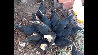 Incorporando gallinas a una permacultura