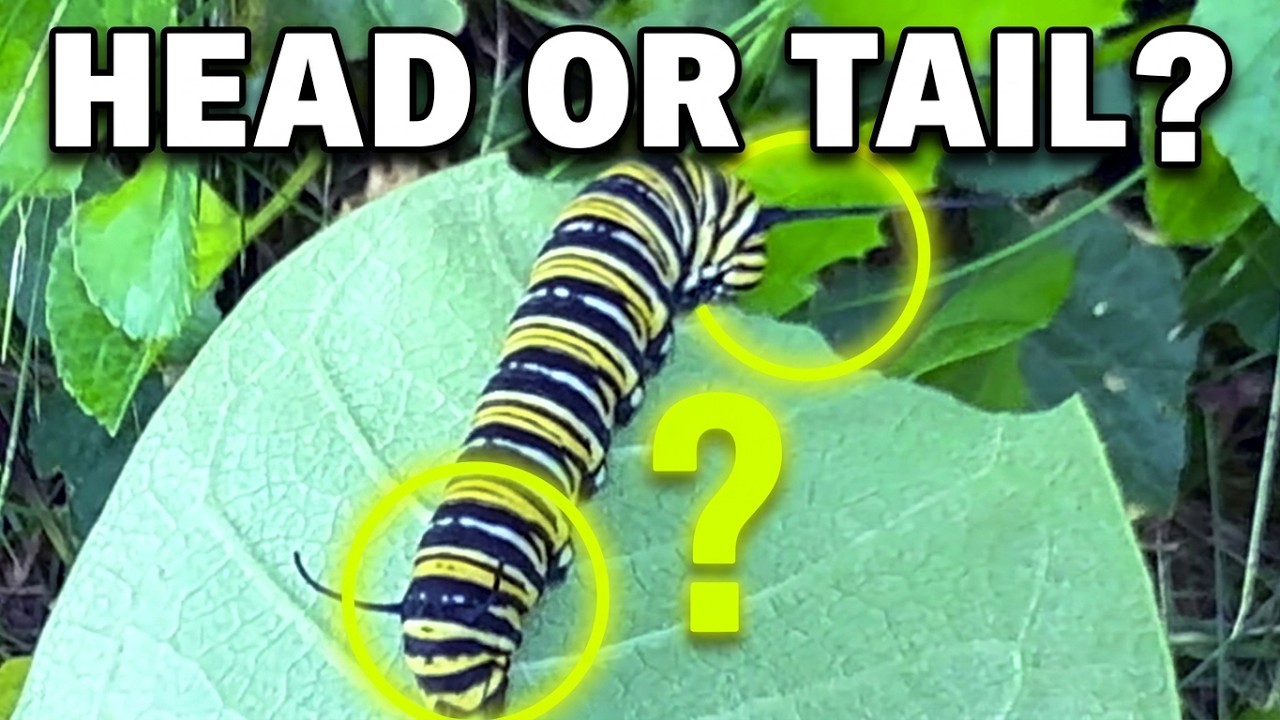 Monarch Caterpillar Close Up – Head or Tail? Nature’s Trick - YouTube