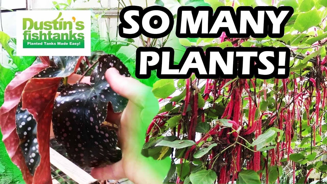 SO MANY PLANTS! Florida's First Aquarium Fish Farm, Botanical Garden