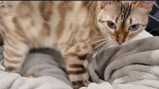 OUR BENGALS JUST HIT 4 YEARS AND THEY'RE MORE PRECIOUS THAN EVER!