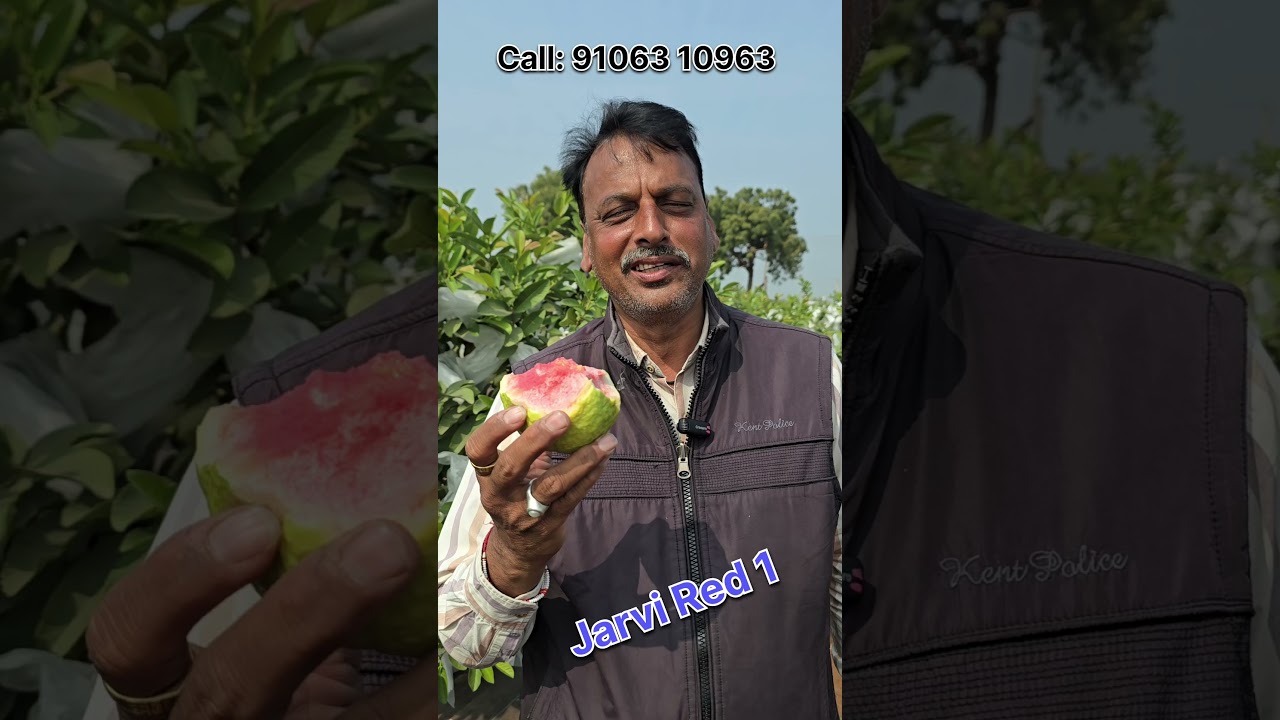 Jarvi Red 1 Guava fruit review 