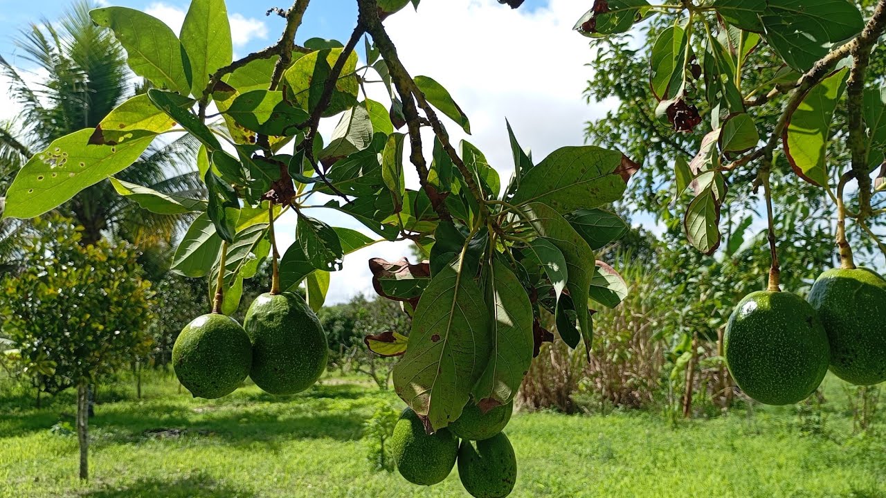 SÍTIO Á VENDA 2 HECTARES EM ALAGOA NOVA PB ZAP 83 99966-0660 / 99617-1756 IVANILSON CORRETOR 