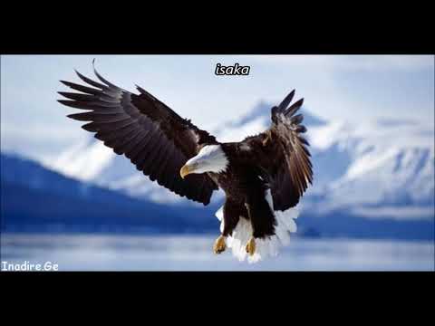 არწივი ვნახე დაჭრილი