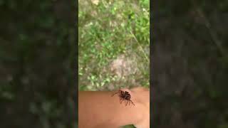 Cool spider in Minnesota