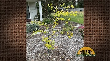 Q&A – Why does my small ginkgo have brown spots on the leaves?