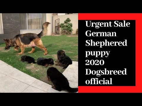 german-shepherd-|-german-shepherd-for-sale-in-good-price-by-dogsbreedofficial-2020