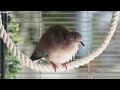 Skippy and Ellis together in the aviary in the living room ... (sadly still too cold outside)
