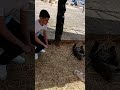 медведи на свалке в Иркутске