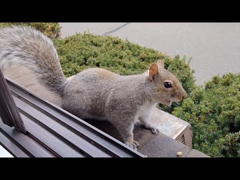 Video: Veverițele scot un sunet de clacănire?