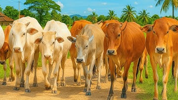 Aktivitas Sapi Lembu Kampung Berjalan menuju ladang, Suara Sapi Moo, Sapi Lucu Beramai di Jalan