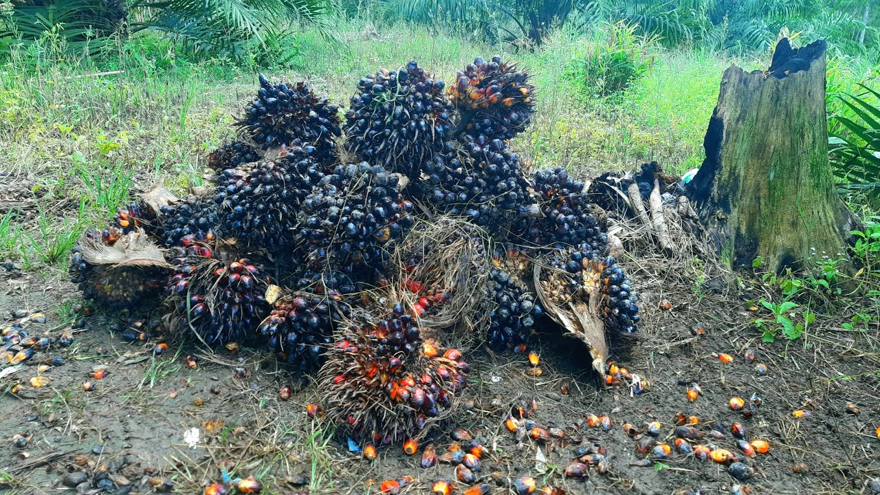 Makin Banyak Buahnya, Panen kedua Varietas Sriwijaya 5 Usia 26 Bulan