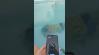 Apneia com cinto lastro