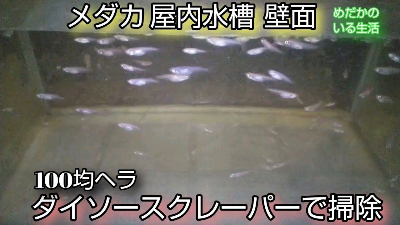 メダカ 水槽壁面 100均ヘラで掃除 屋内水槽は簡単には洗えない 久しぶりにダイソーフードキーパーで餌やり 針子 稚魚の水換え 過密水槽 メダ活 めだかのいる生活 Youtube