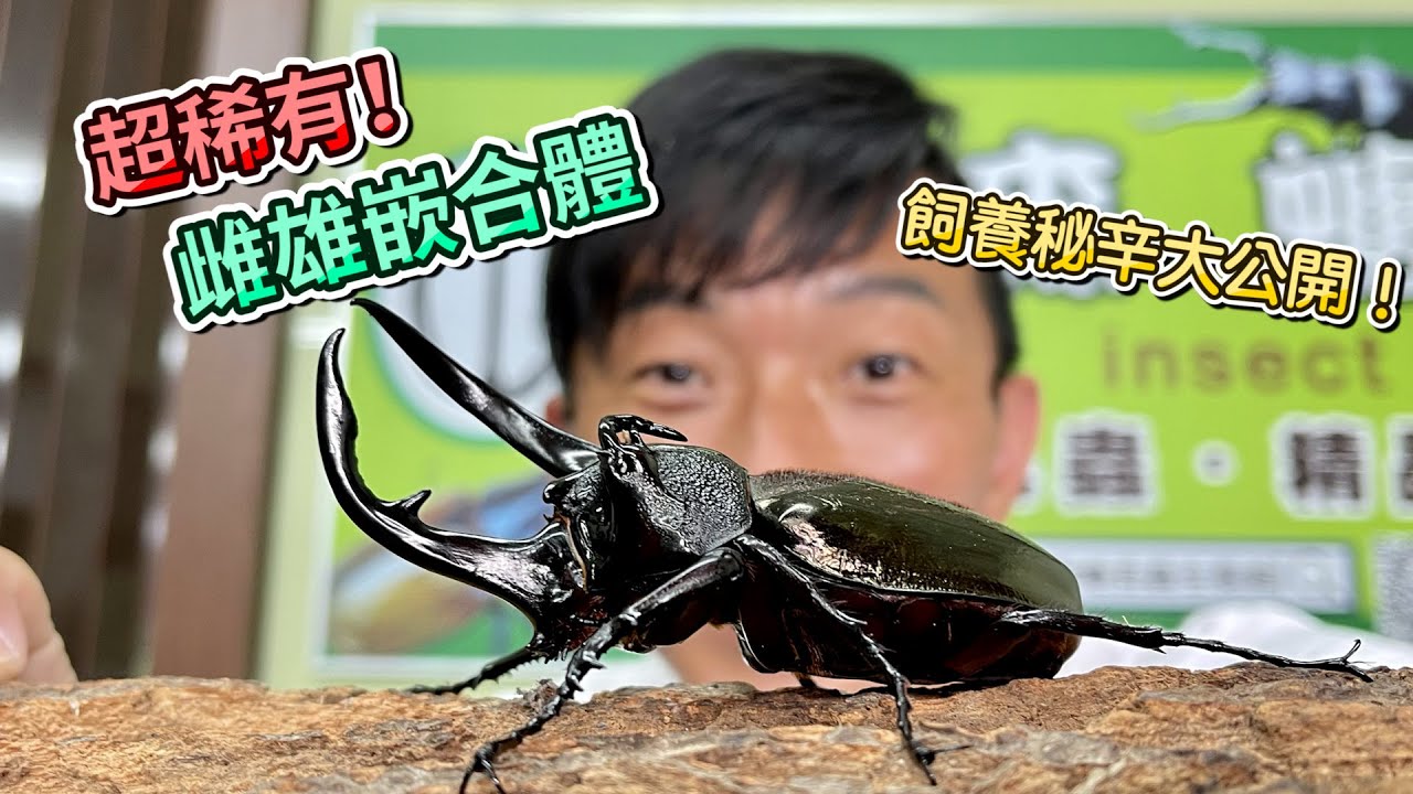 熱血阿傑超狂生態課！雌雄同體南洋大兜蟲 青銅巨人 Chalcosoma