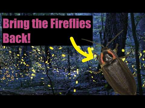 5 Tips to attract Fireflies to YOUR Backyard! - Make your yard a nature haven!