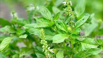 سورة الحج اسمع الصوت الجميل بنفسك #القرآن_الكريم