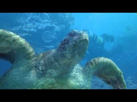 Go Dive Videos | Go Dive Brisbane