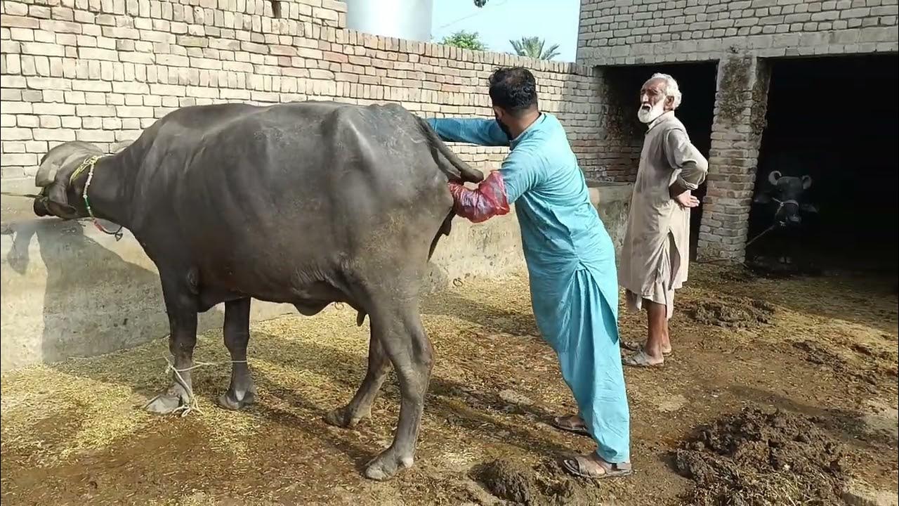 Buffalo Pregnancy Test 🦬🦬🦬 And 🐄 🐄 Pregnancy test YouTube