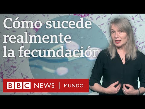 Por qué es un mito que los espermatozoides nadan frenéticamente hacia el óvulo