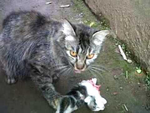 proses seekor induk kucing memakan anaknya - YouTube