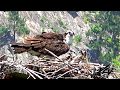 July 6, 2020 South Okanagan   Tesla, Osoyoos Lake Oxbows, Osprey on Nest with chicks, Haynes Point