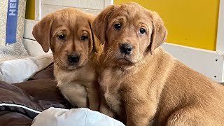Morning mayhem , Labrador retriever puppies by Elena Smirnova 3,416 views 1 month ago 43 seconds