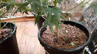 Multi strain grow seed to harvest