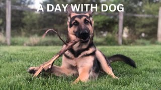 A Day in the Life: Exploring the World Through a German Shepherd's Eyes