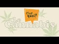 Le cannabis, c'est quoi?
